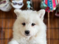 Bembeyaz güzellik safkan samoyed yavrusu