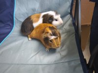 Guinea pig 7 aylık 2 erkek