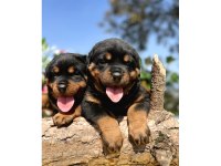 Koca Kafa Rottweiler Yavrular