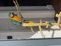 10 Aylık İnsan Canlısı Macaw Papağanı