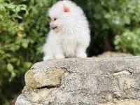 Ruhsatlı İşletmeden Her Renk Pomeranian Boo