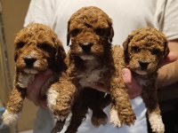 Harika poodle minikler