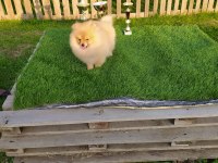 3 Aylık Sevimli Pomeranian Yavrularımız