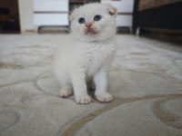 British Siyam Melezi Kediler