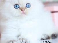 İpeksi Tüylü Silver British Longhair