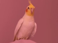 Çok konuşkan erkek sultan papağanı