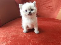 British Shorthair Blue Point