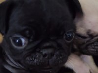 Orjinal Safkan A+ Kalite Pug Mops Yavrular