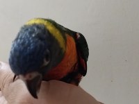 Lori papağanı bebek