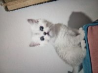 Kedimizi Sahiplenmek İster Misin