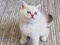Golden point erkek british shorthair kardeşler