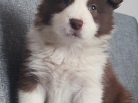 Sağlıklı Safkan Border Collie Bebekler