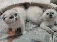 İki farklı rüya, tek bir yuva: seçkin ragdoll ve scottish fold yavruları