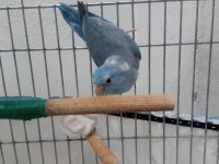 Kızgın isim bilezikli forpus