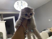 Scottish Fold Güzelliklerime Yuva Arıyorum