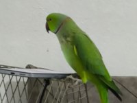 Artist Pakistan Papağanımız Yeni Sahibini Bekliyor