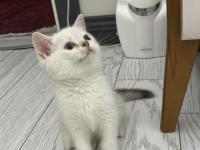 Dişi British Shorthair Silver Point Mavi Göz