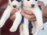 Mavi Göz Kızıl Siyah Beyaz Husky Bebek Köpekler