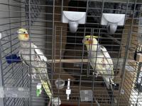 Takım sultan papağanı