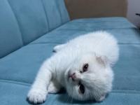 Scottish Fold Yavru