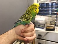 Show muhabbet kuşu 2025