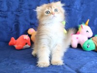 Sevimli Scottish Fold Bebekler Yeni Yuvasını Arıyor