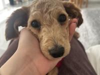 6 Aylık Yavru Maltipoo Köpeğimi Sahiplendiriyorum