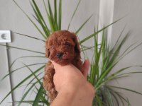 Toy poodle bebişler