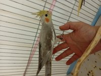 60 günlük ele alışık sultan papağanı yavrular