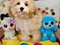 Orjinal Toy Maltipoo Yavrular