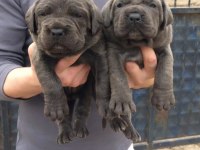 Üst düzey cane corso yavrularım