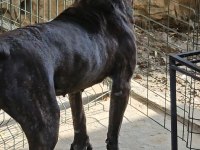 2.5 Yaşında Dişi Presa Canario