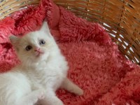 Okyonus Gözlum Ragdoll Kedim