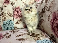 Silver Cream British Shorthair