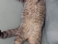 Ücretsiz Kedimiz, İyi Bakılmak Şartı İle Kalıcı Yuva Arıyorum