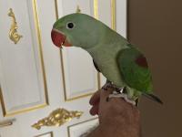 3 Aylık Full Evcil Jumbo Alexander