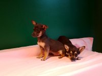 Mükemmel Pinscher Yavrularımız