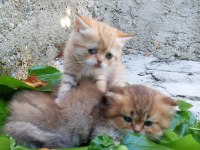 Exotic Shorthair Yavru Kedimiz