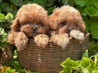 Evinizin Neşesi Maltipoo Bebekler