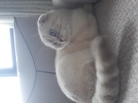 Scottish fold erkek kedimiz