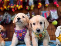 Altın Kalpli Yavru Golden Retriever Yeni Yuvaya Hazır!