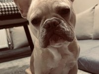 Masrafsız french bulldog