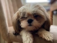 11 aylık dişi shih-tzu