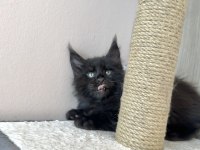 Safkan Black Smoke Blue Smoke Red Solid Maine Coon Bebekler