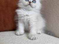 Özel Tip Silver Point British Kedimiz