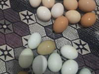 Acil Satılık Tavuklar