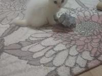 Redpoint Mavi Gözlü Scottish Fold