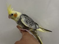 Sultan Papağan Yavrusu Sahiplendirilecek