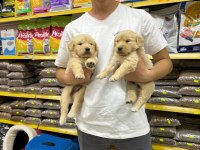 Golden Retriever Adrese Teslim Ve Kapıda Ödeme Mevcuttur