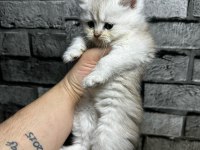 British Longhair Golden Point Dişi